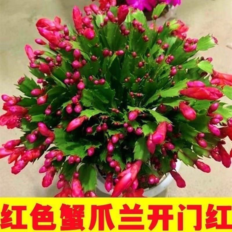 大红色蟹爪兰带花苞四季开花原盆原土发货