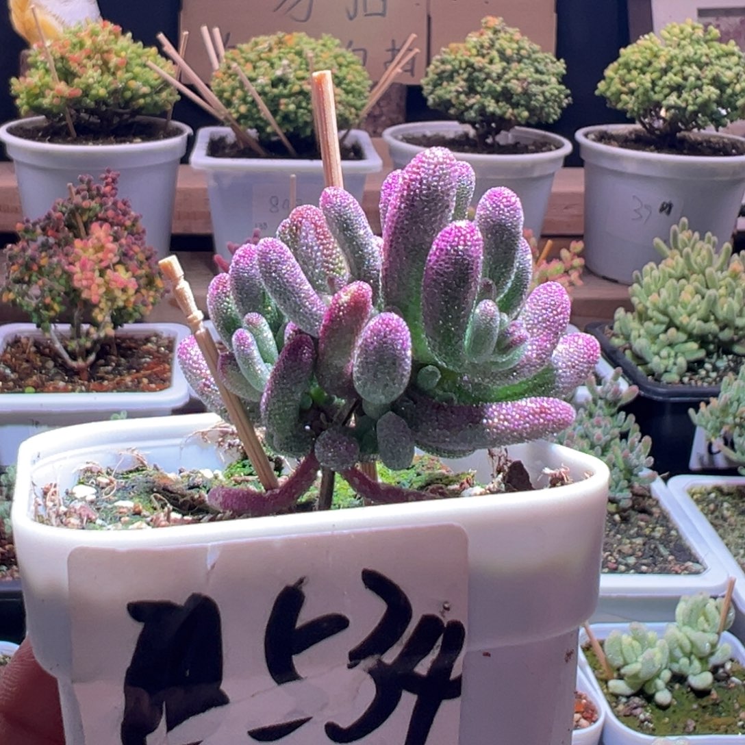 534紫闪光一物一拍包开箱