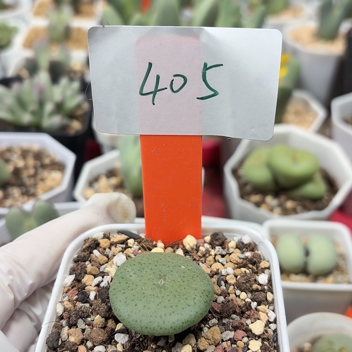 P***H405密密麻麻妈妈们男男女女