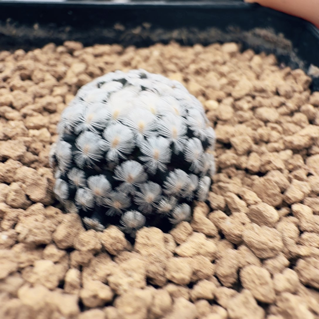 实生羽毛丸仙人球一颗