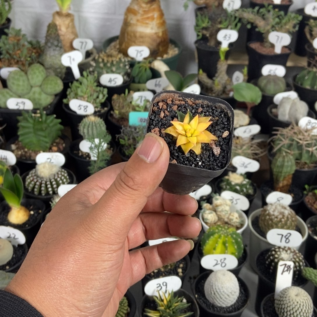 帝冠锦一个一物一拍