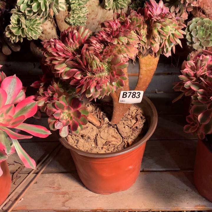 783荔枝缀多肉法师