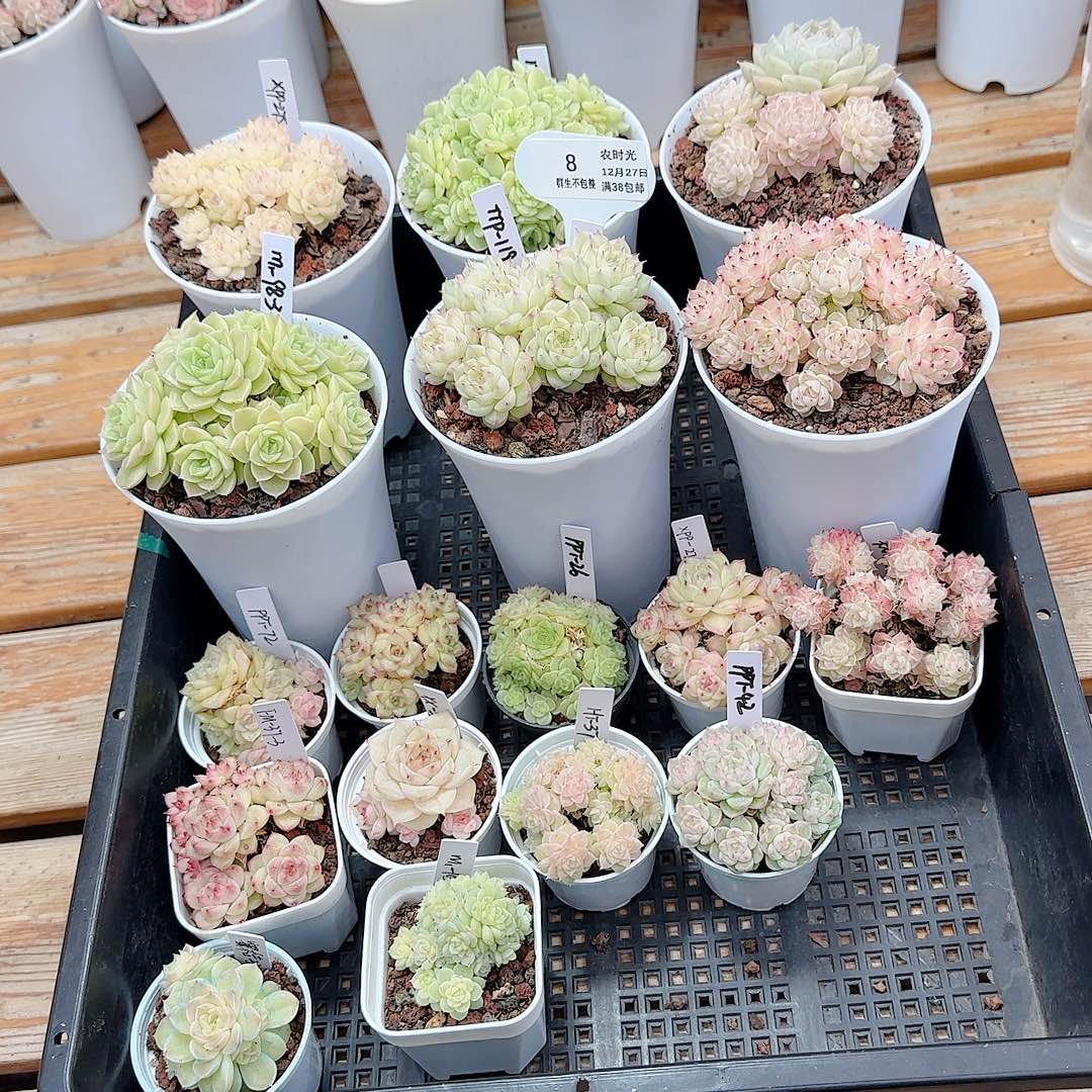 1227-8（打包17颗）咪姐专拍