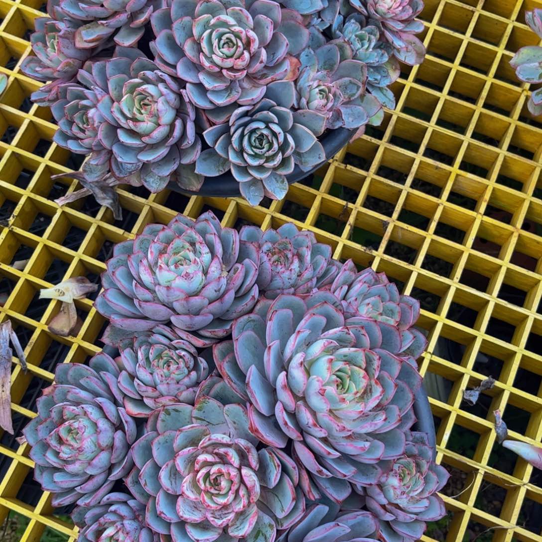 小***玲新疆西藏内蒙不发货，2颗赫拉