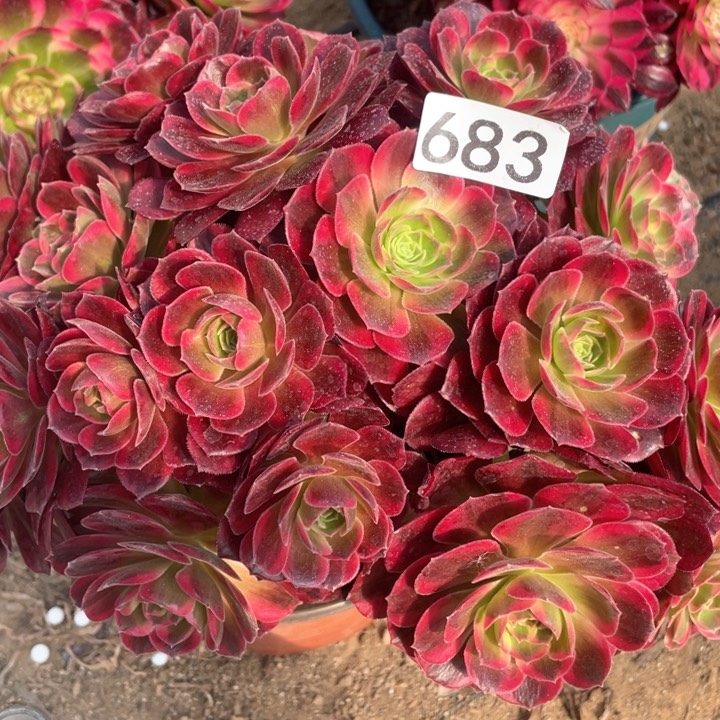 683多肉植物安娜