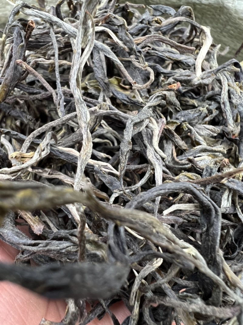 2023年头春绿水塘生茶