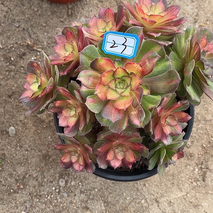 A****23七彩法师小手捧多肉