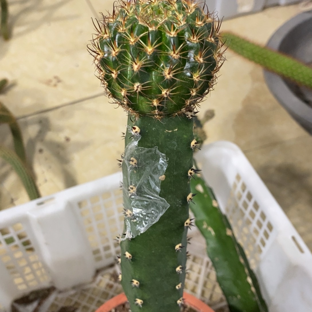 新品黄白丽花绣谱母本一个