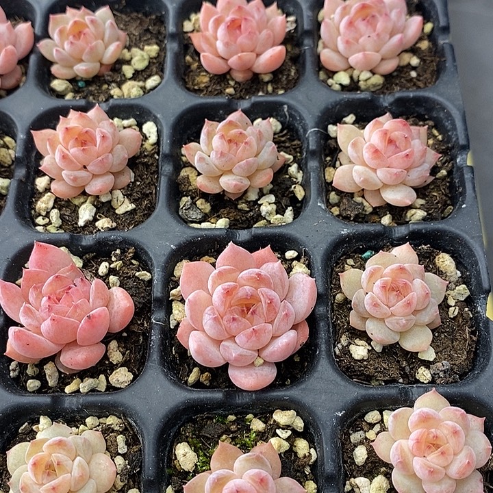 115 多肉植物盆栽花卉