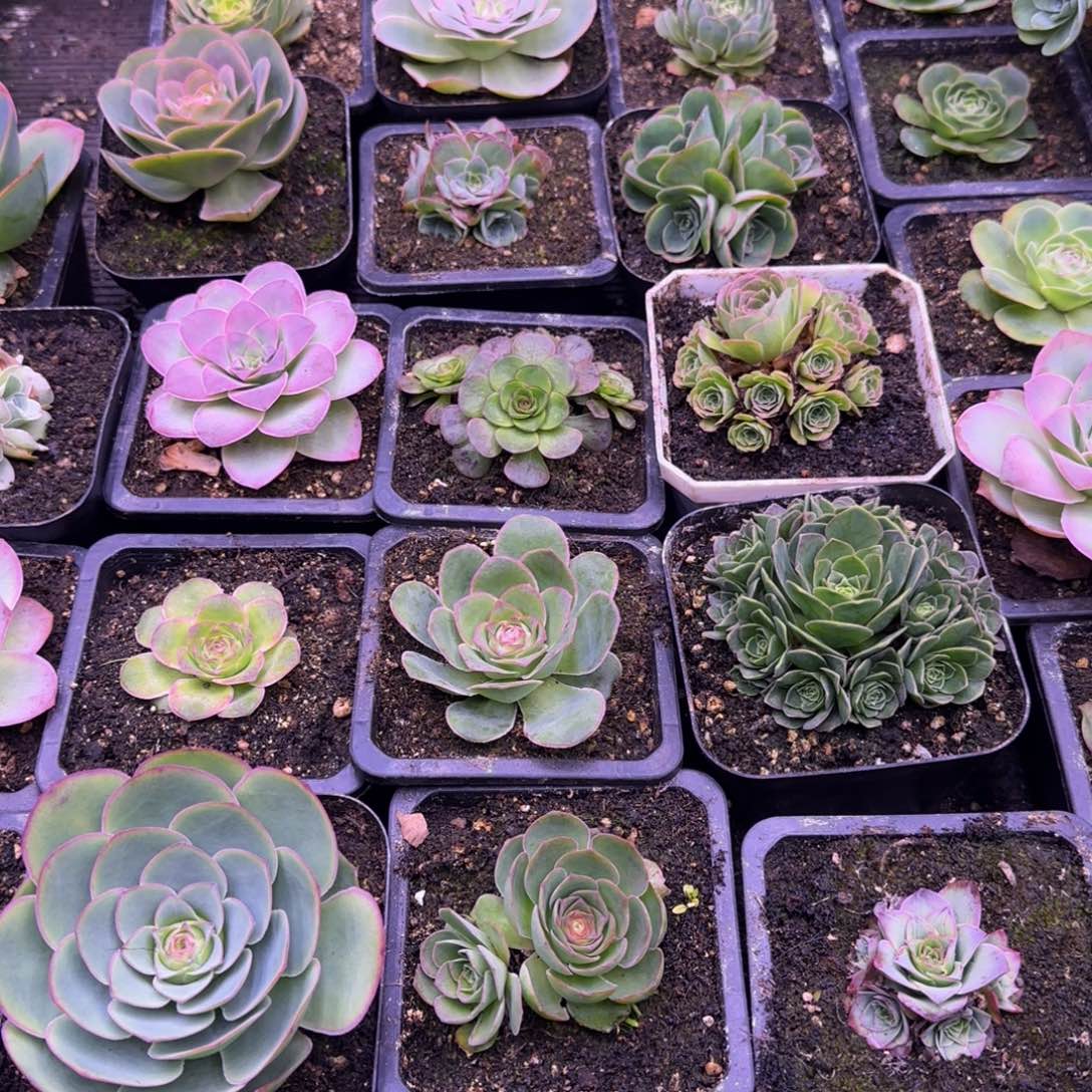 小*鱼秋夕玫瑰1124246783