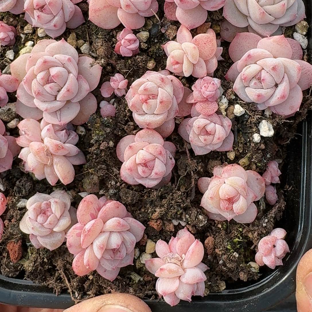 杂交新品珍妮多肉144