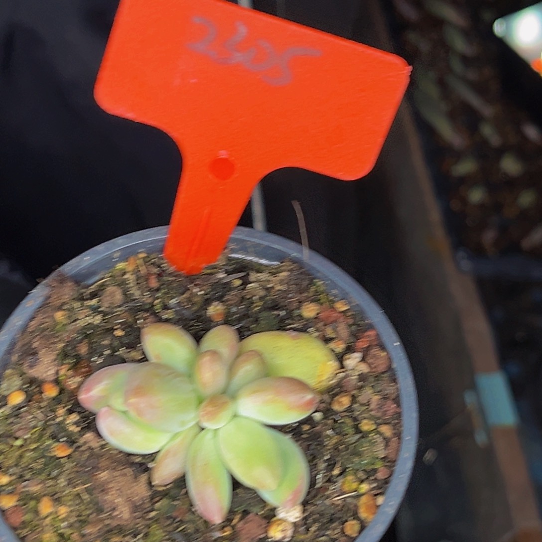 2305号晚上多肉植物群生多肉