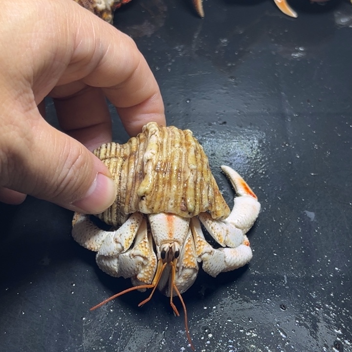 闪9号毛球3.0口径大小眼特价