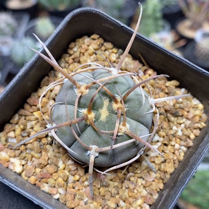 实生超刺天平470号3.6cm