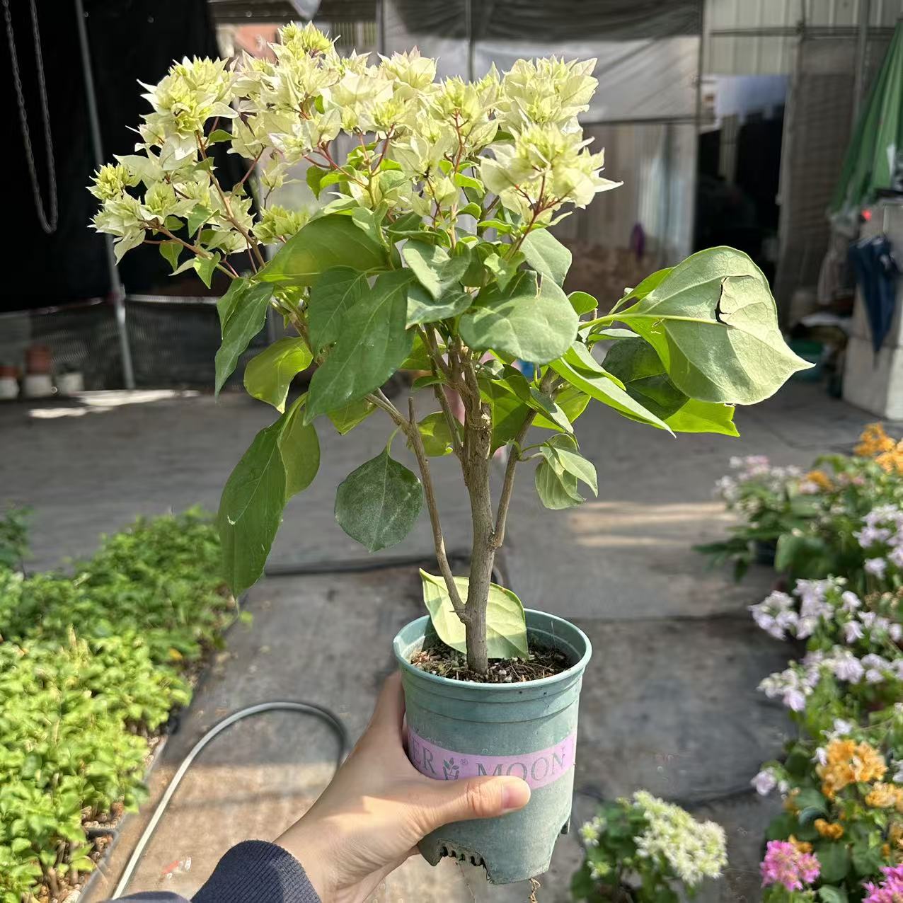 三角梅重瓣怡景四季开花带花带盆带土发货勤花花期长阳台养护养活