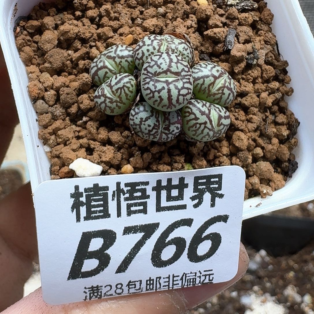 多肉植物的嘴fvbb