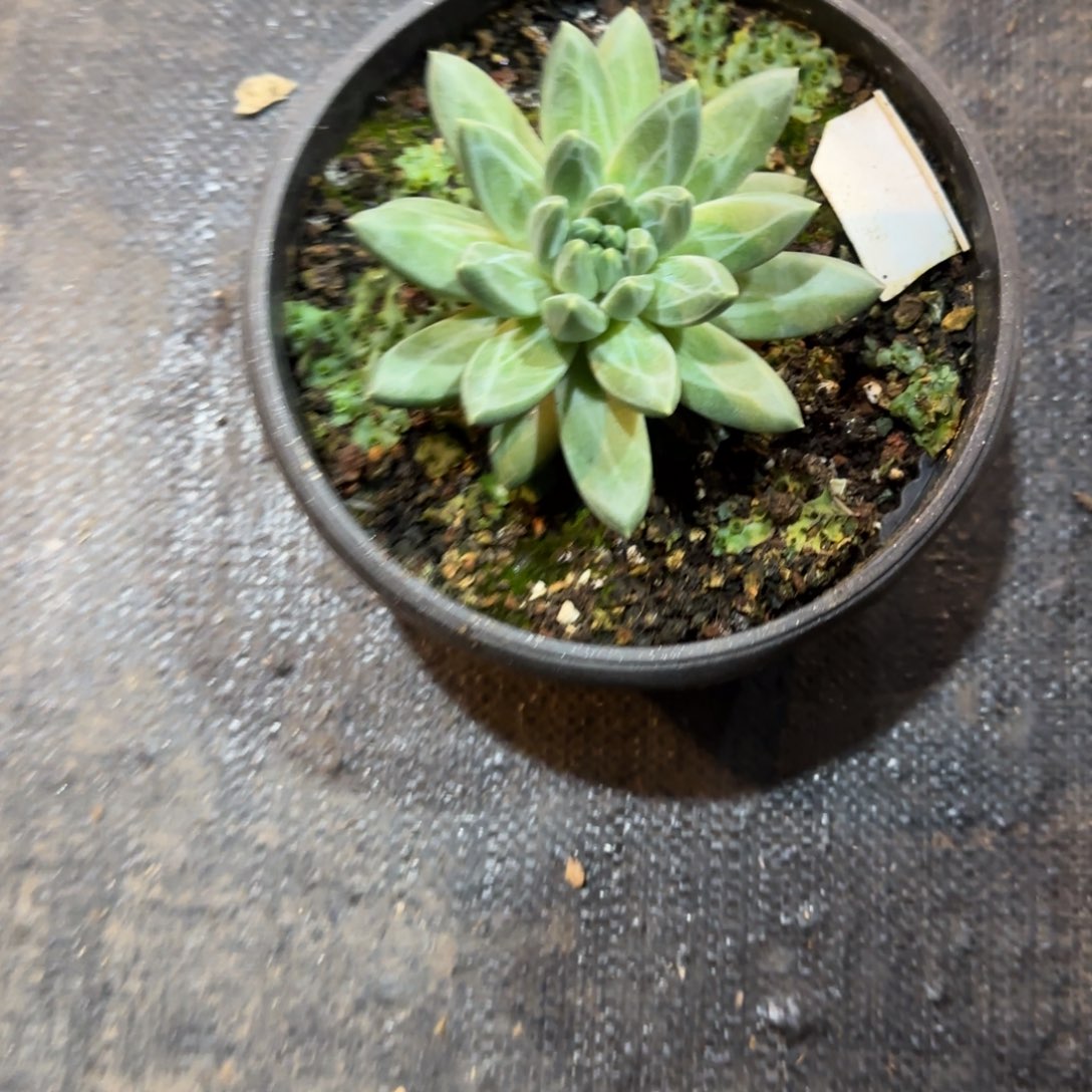 海****青花瓷多肉植物一物一拍