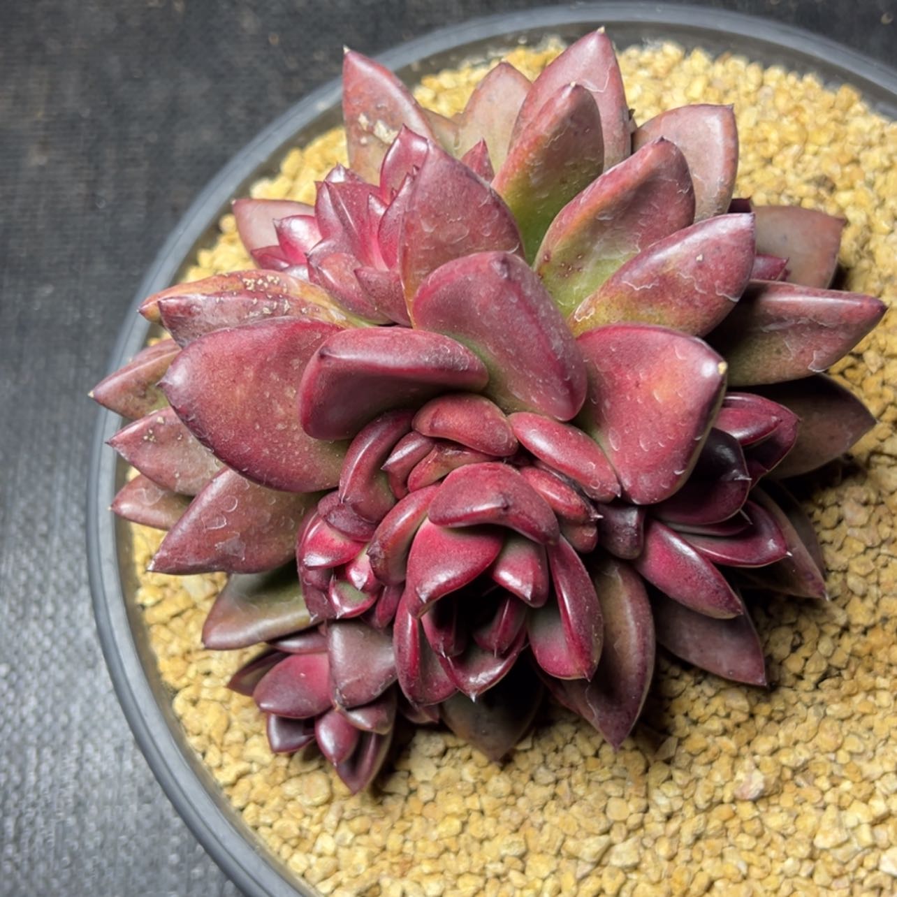 【闪购商品】群生丰沛玫瑰多肉29.8