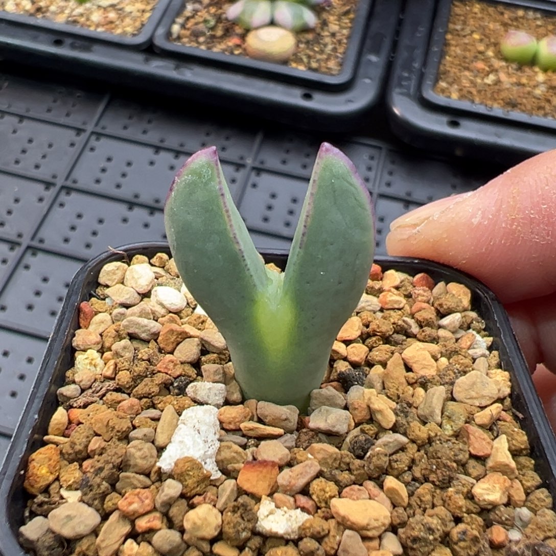 156多肉单头优选将一棵特