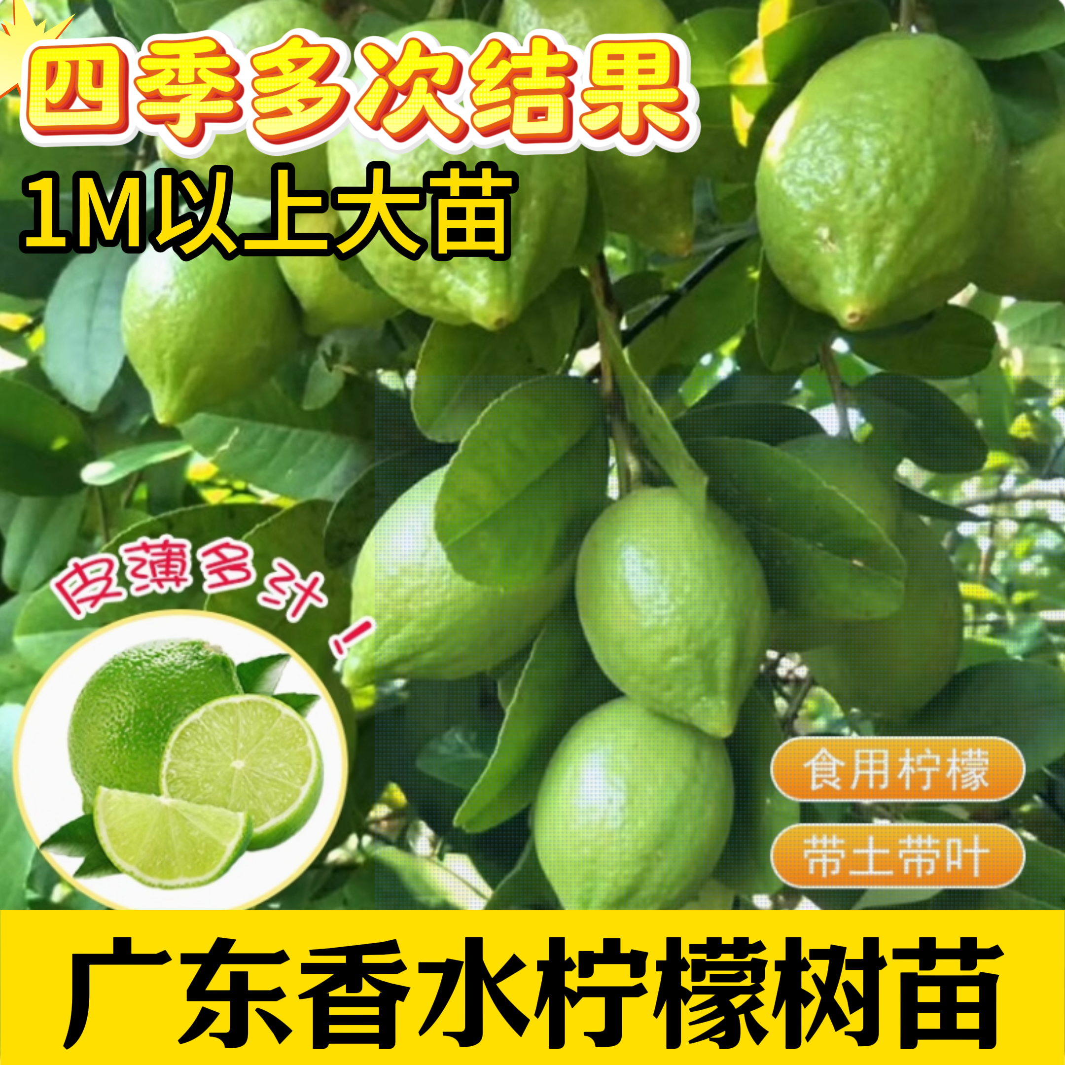 【1.3m以上】广东香水柠檬树苗四季结果盆栽阳台庭院种植