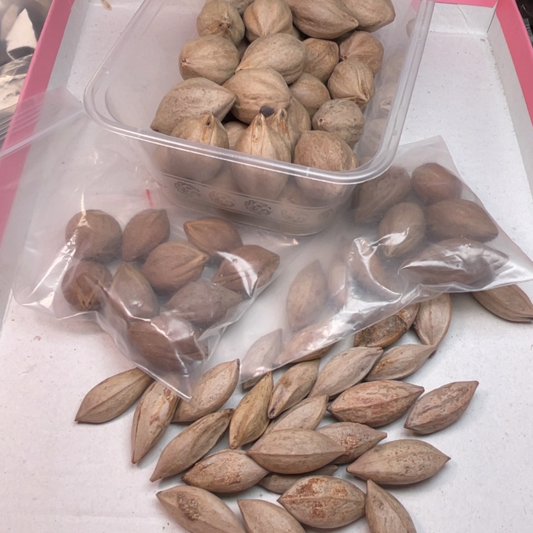 《***》橄榄核手串/手链1