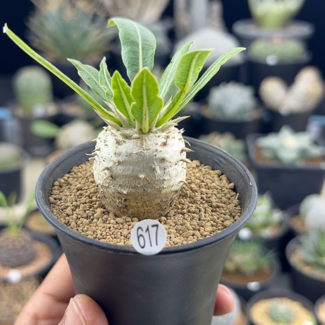 惠比大黑一物一拍