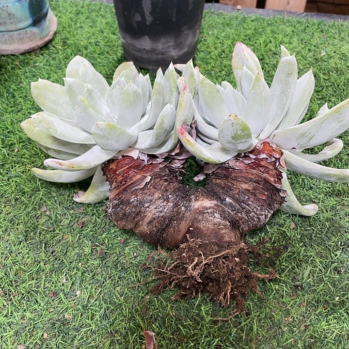 普芙拇指粗桩福利