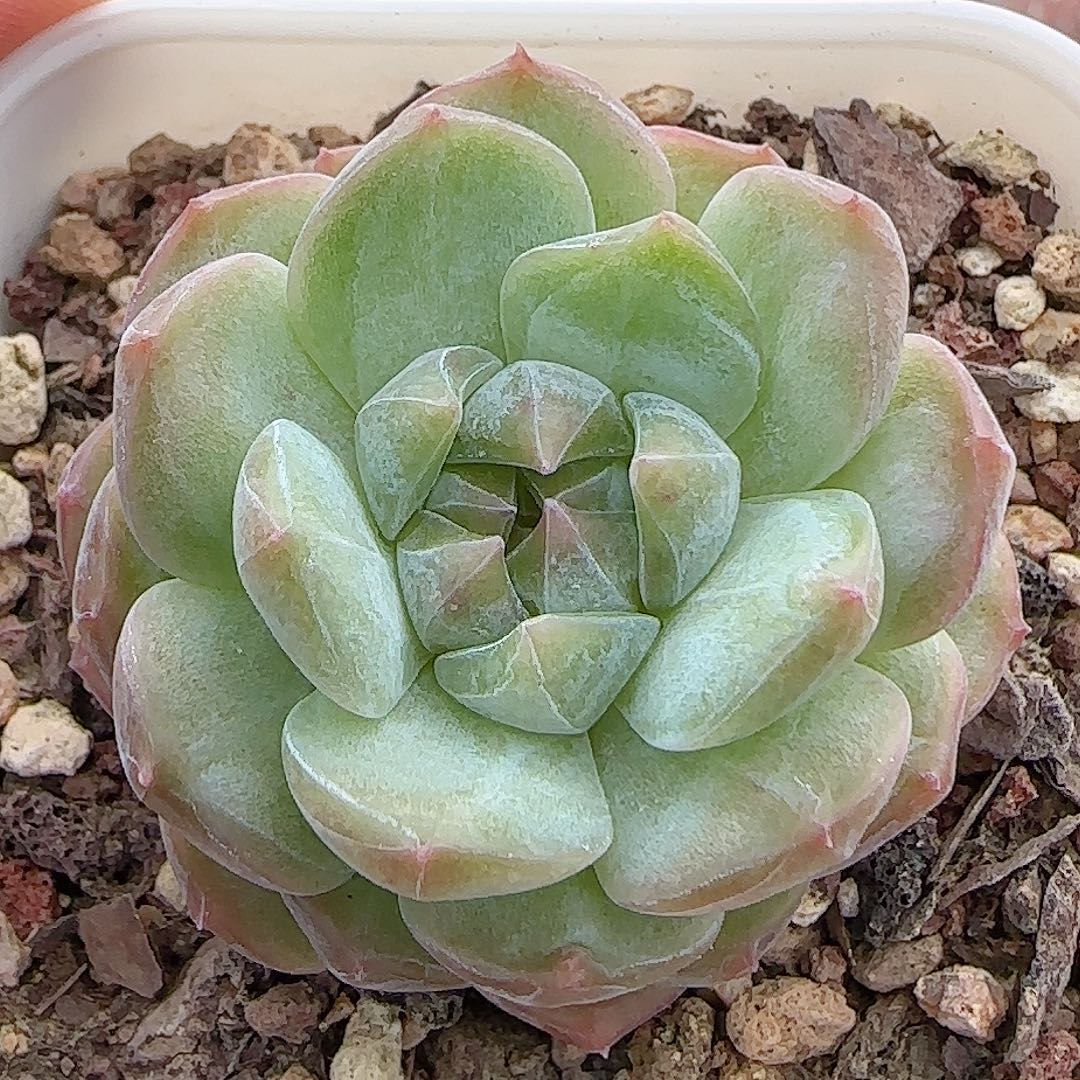 多肉0906-221暗纹糖心