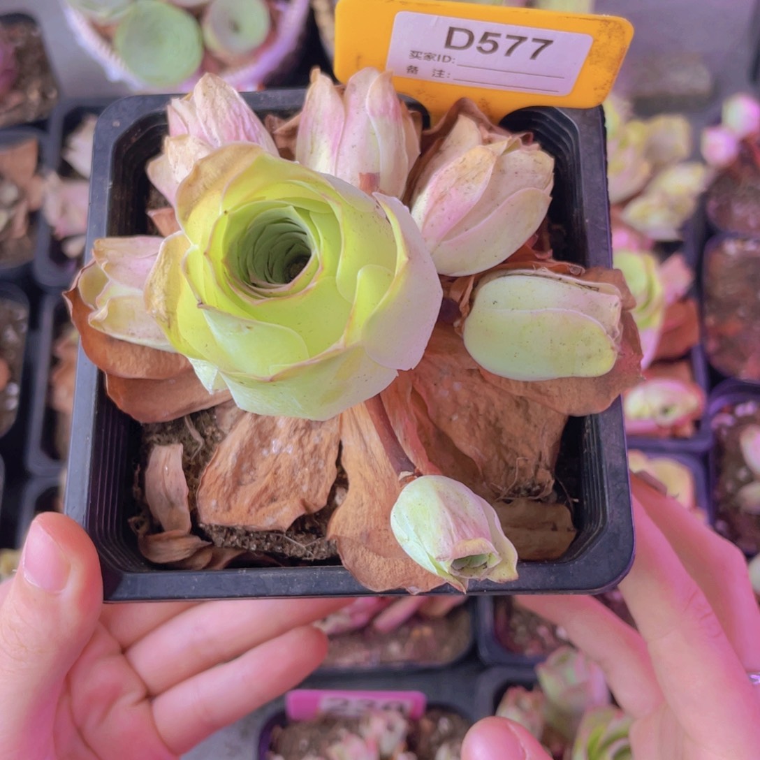 单品一物一拍577号