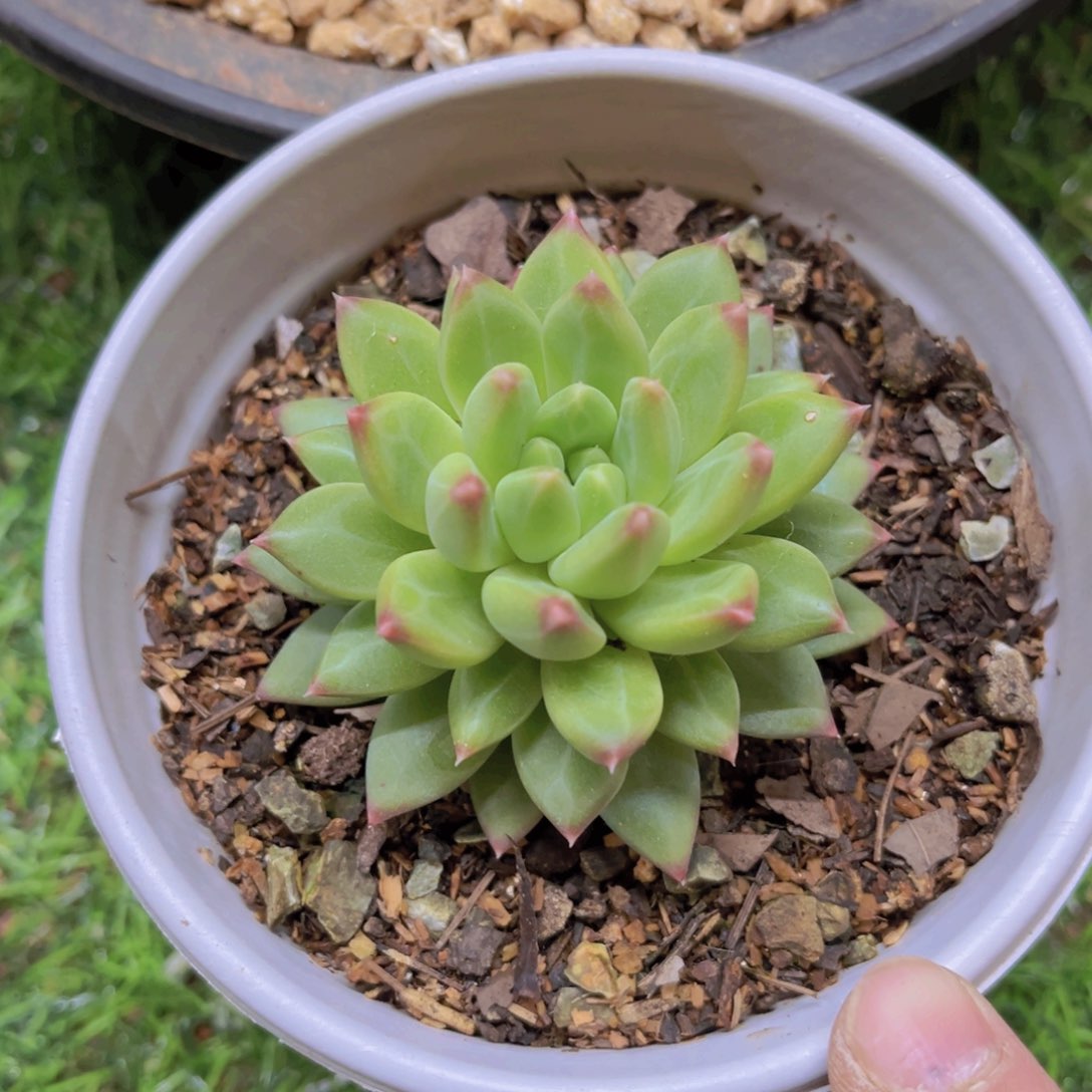 多肉植物的繁殖方式