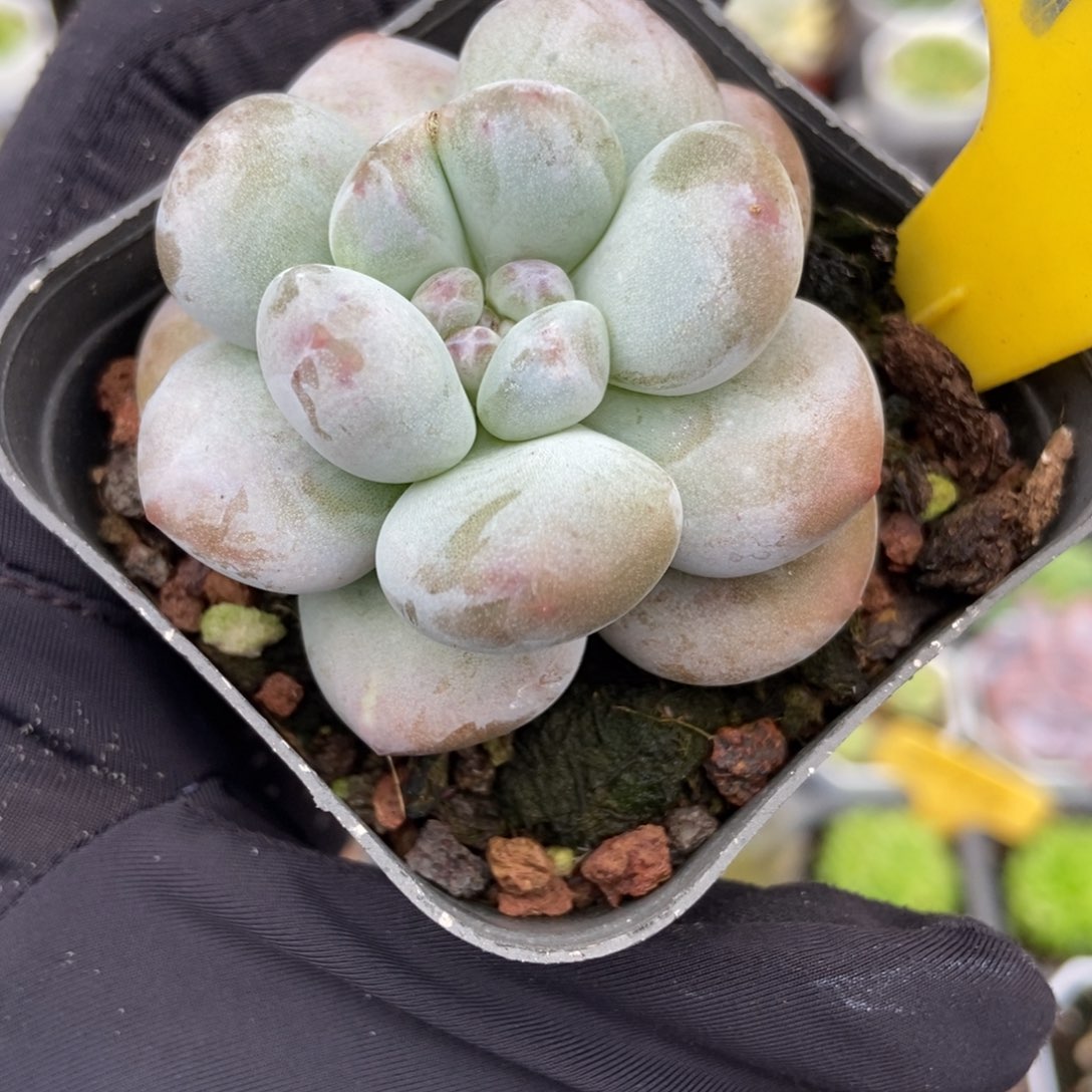 919雪宝宝多肉植物