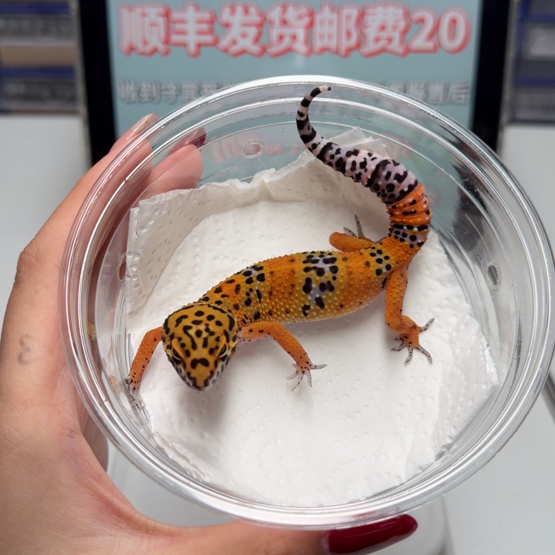 豹纹守宫血翡翠妹妹