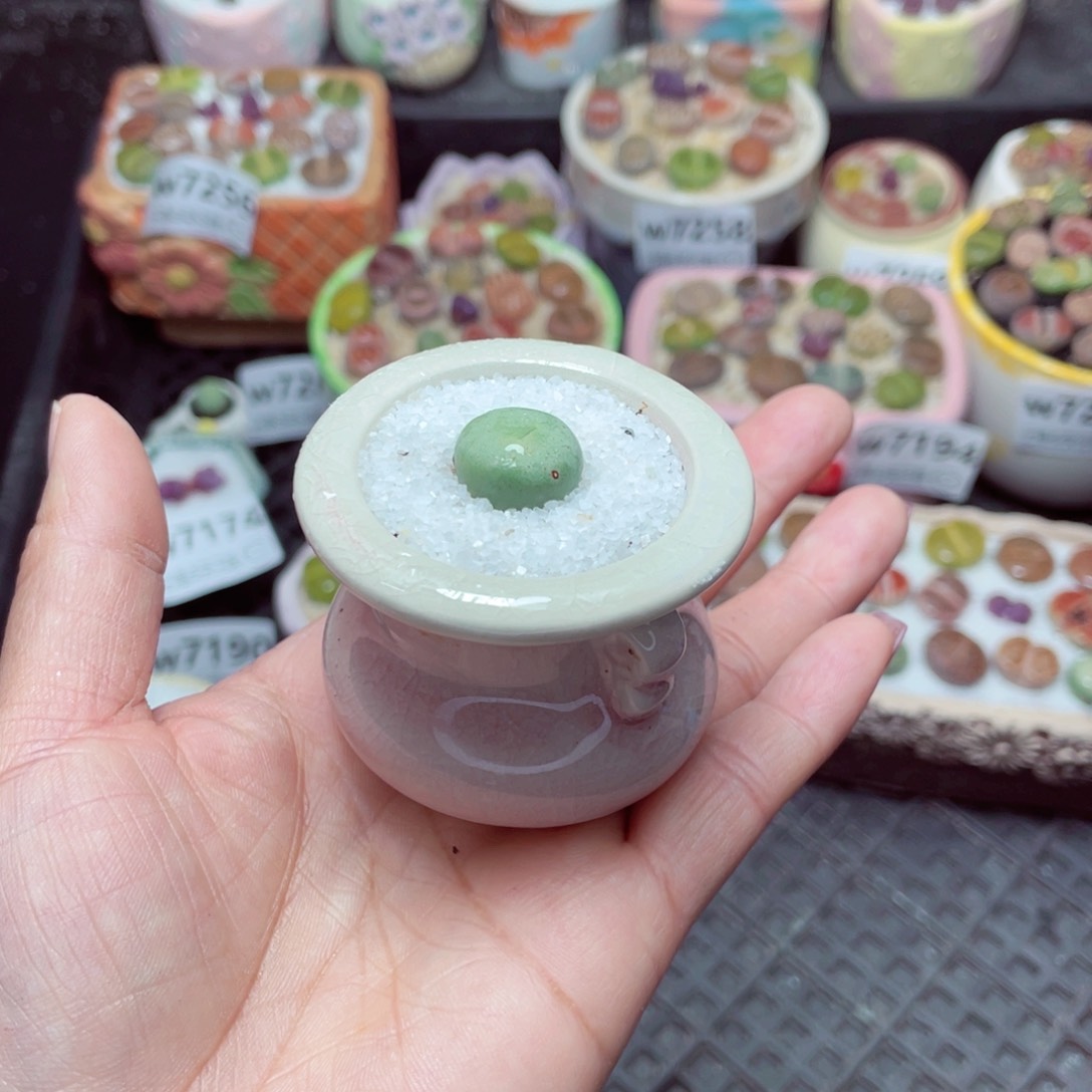 w7266 -零下地区拍保温箱-15支持寄养