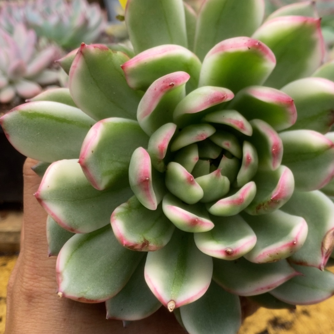 150落燕锦锦锦锦锦锦锦