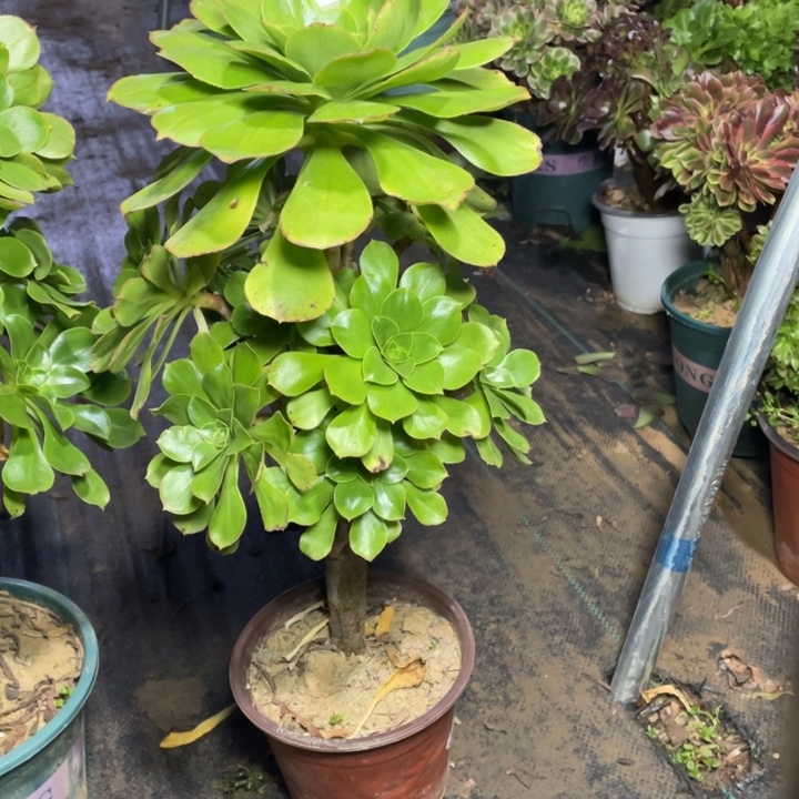 ：***）571君美丽多肉植物多肉