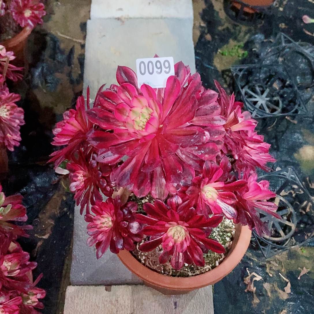 黑铜白0099多肉1111