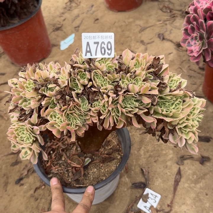 女巫缀……多肉植物……
