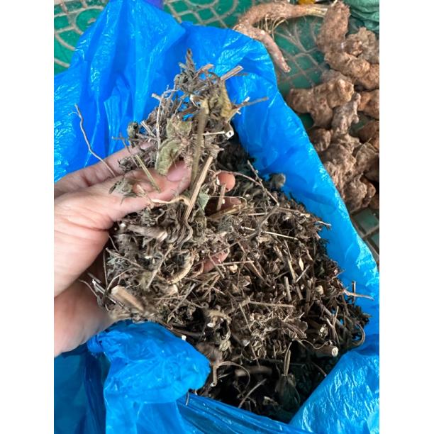 马边草 广西本地马鞭草500克一份