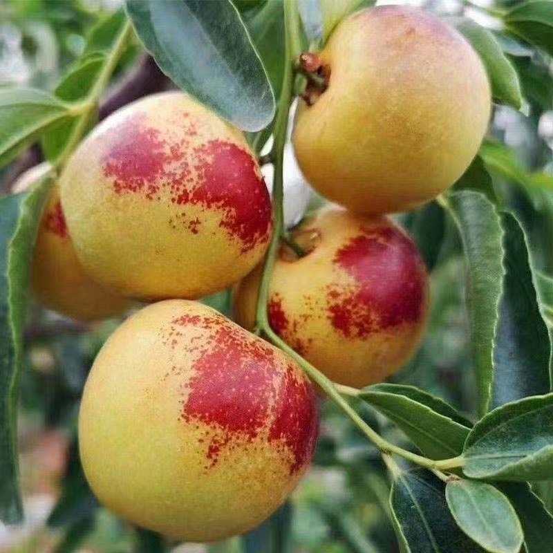 三代冰糖脆枣冬枣树苗盆栽地栽南北方种植基地直发果树苗