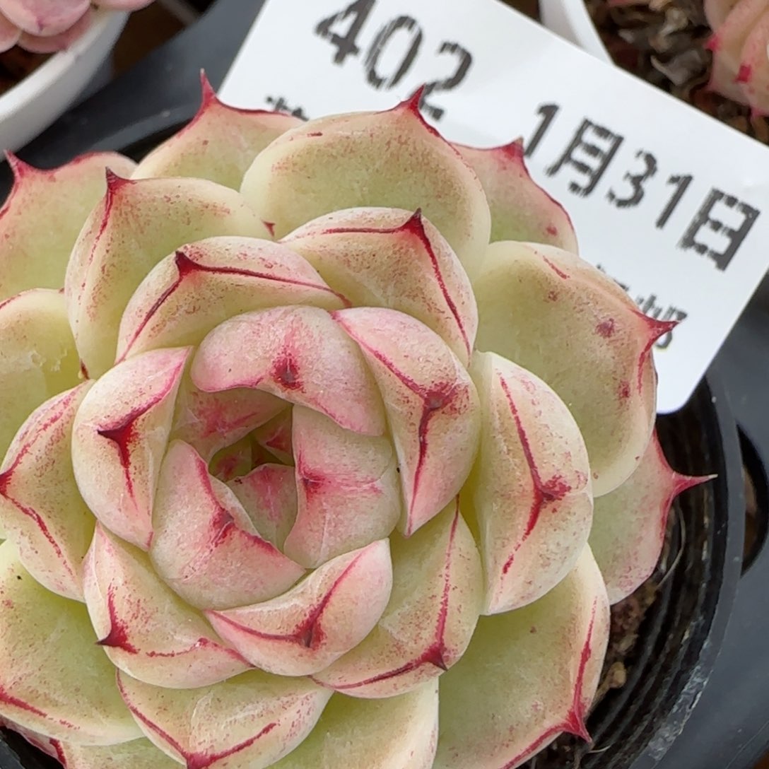 花语逸镜0131-402