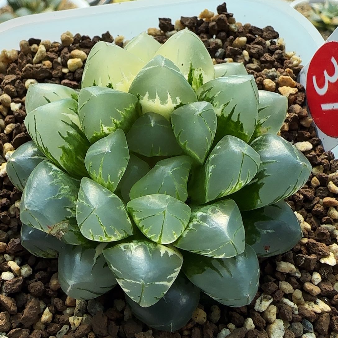 37号非组北极之光锦一物一拍带盆