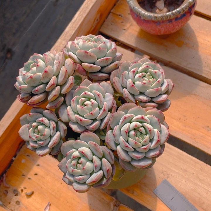 ****友谢谢你的支持000000042