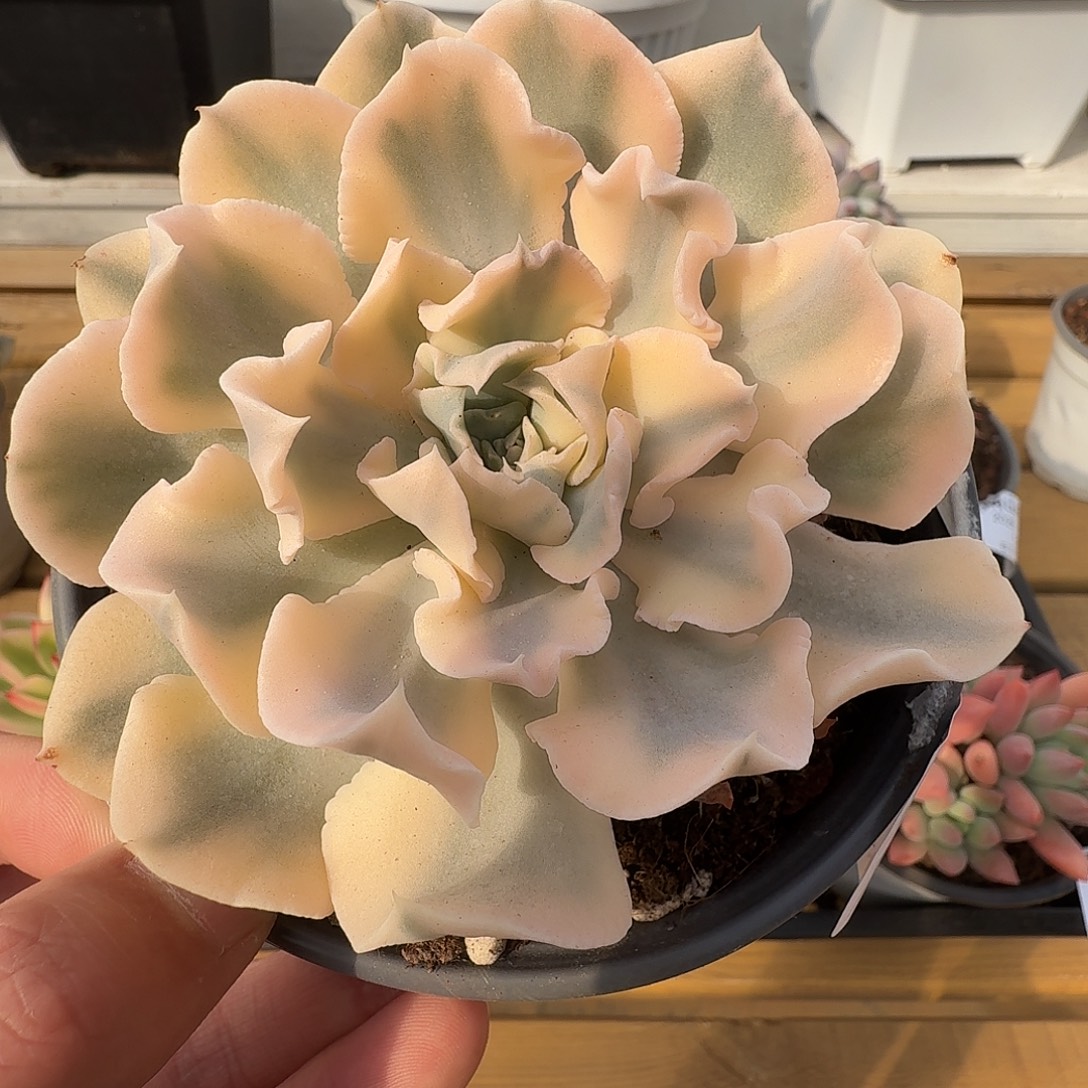 利比里亚锦111127-24