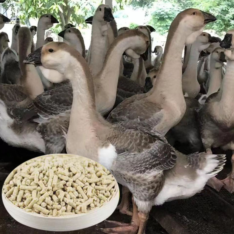 尚鲜狮头中大鹅饲料