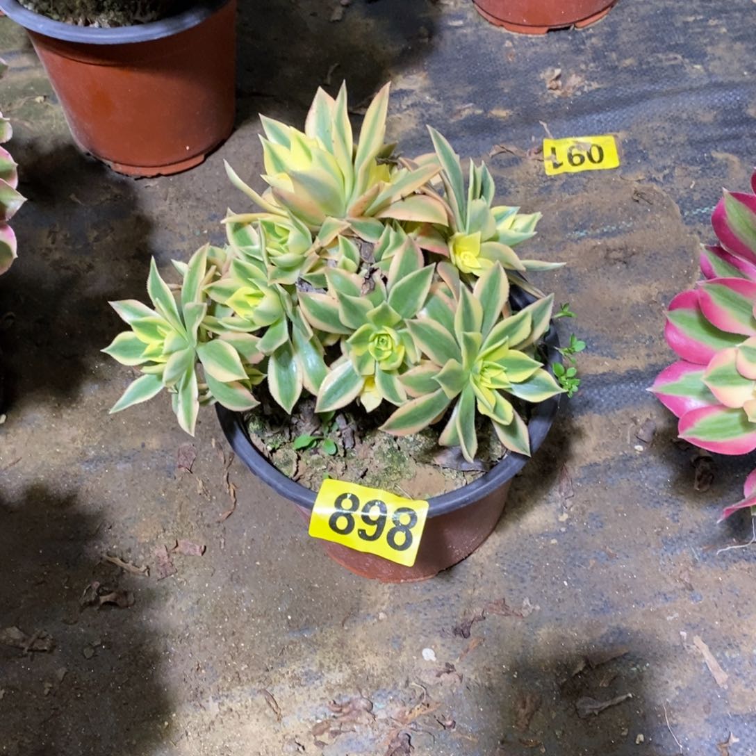 枫叶多肉法师898