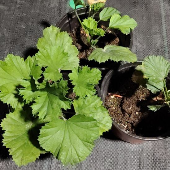 无花朵火烈鸟，暮光之城，珂薇纳