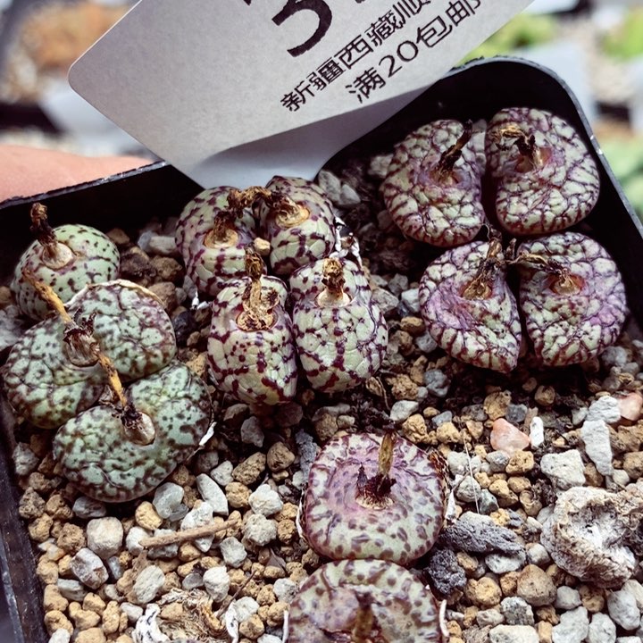 我是一只小小鸟地域鬼351