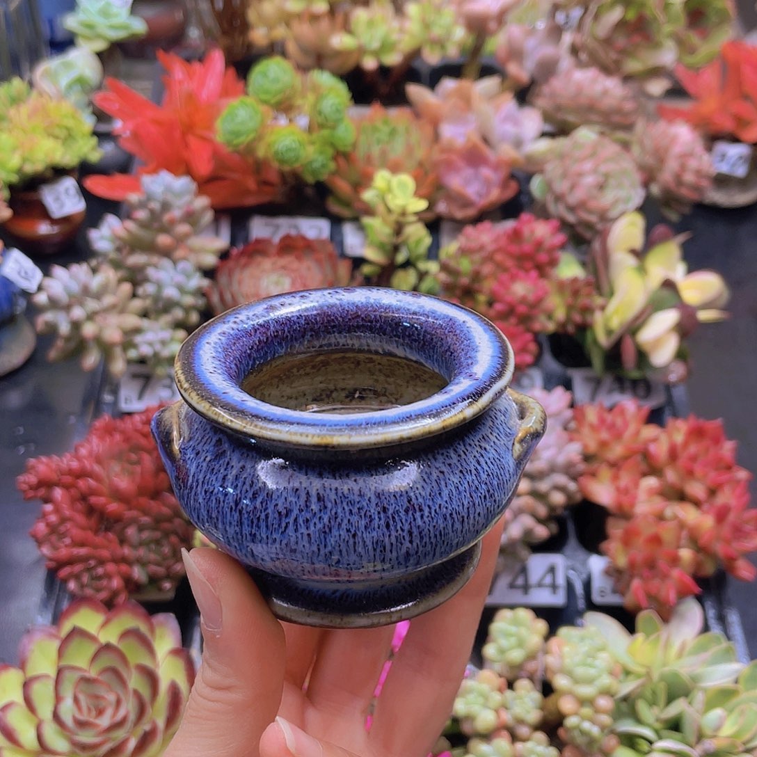磨***牙花钱花钱花钱花钱花钱