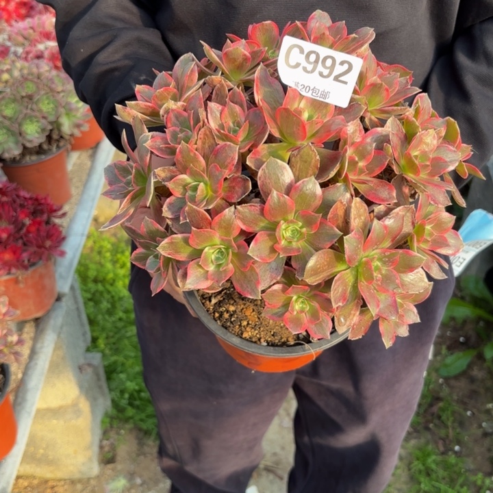 瑞妈，。。。。。。992浣纱，