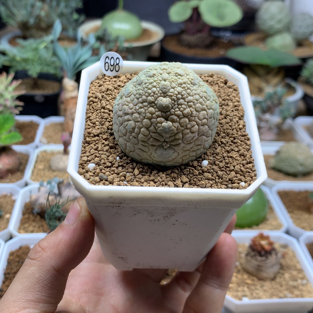 实生凝蹄玉多肉带盆